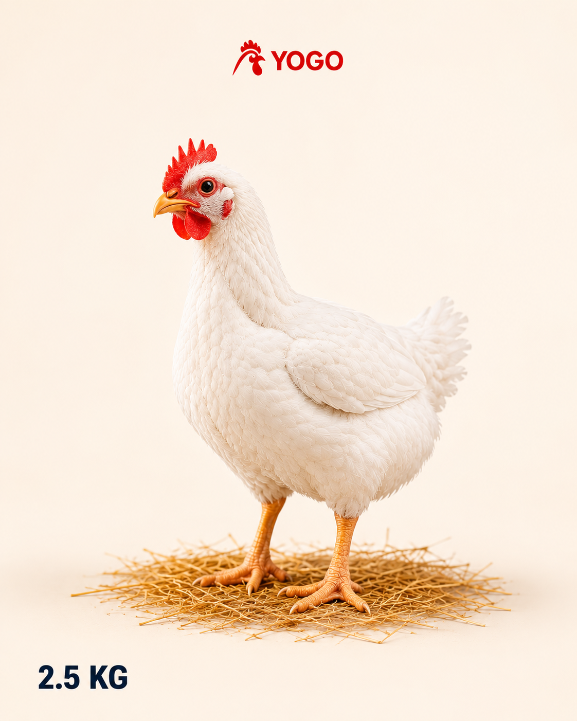 Chicken Boiler 2.5KG Live Broiler Chicken 2.5KG - Image 1